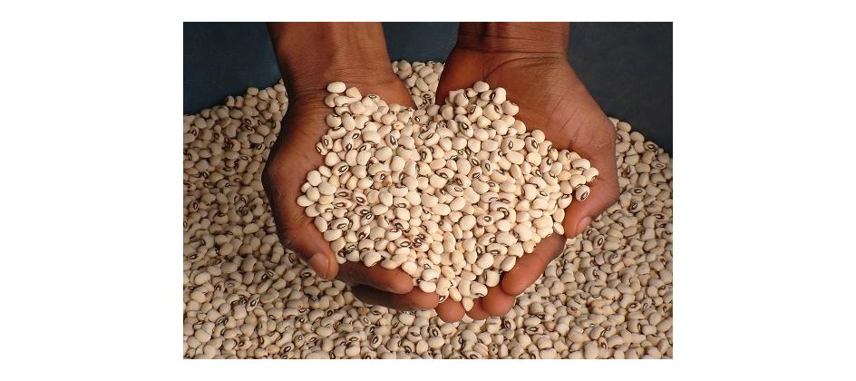 Kenya, Zimbabwe seed companies outperform multinational peers in serving smallholder farmers, Index